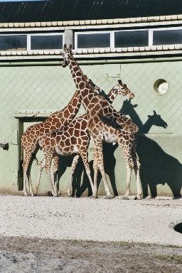 20030322411 blijdorp giraffes 3